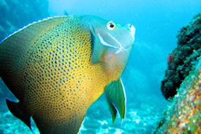 Scuba-diving in the Seychelles