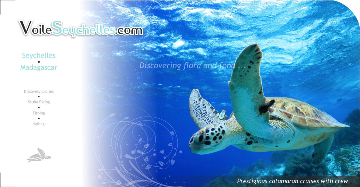 Seychelles diving cruises