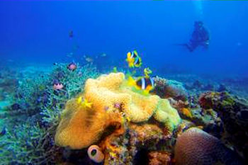 Diving in Seychelles