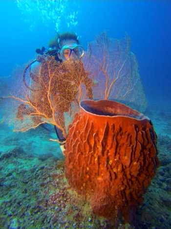 Scuba diving in Alphonse, Seychelles, exploring the coral reef