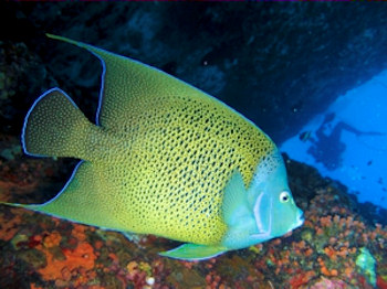 Scuba diving in Alphonse, Seychelles, surrounded by colorful corals