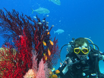 Diver exploring the coral reef during a scuba diving cruise in Alphonse, Seychelles