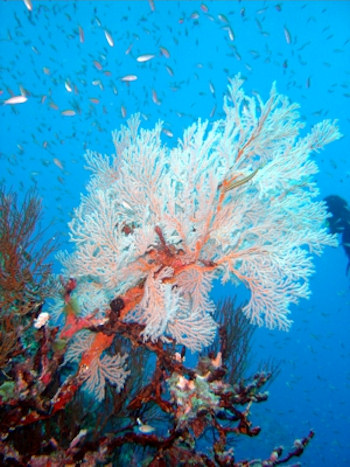 Large gorgonian corals during a scuba dive in Alphonse, Seychelles