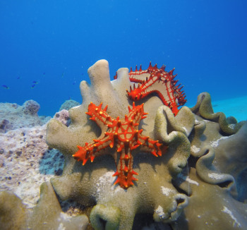Tropical fish and colorful corals during a scuba dive in Alphonse, Seychelles