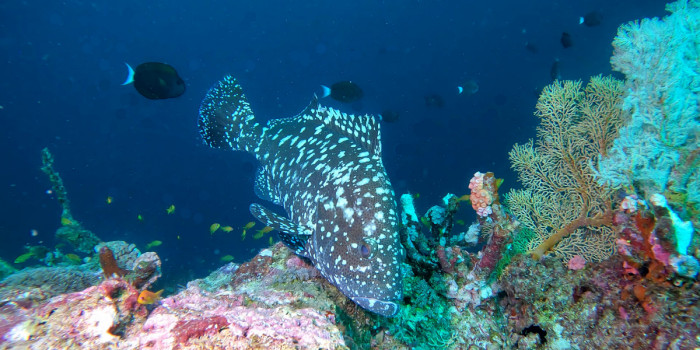 Giant grouper surrounded by coral reefs during a dive in the Seychelles