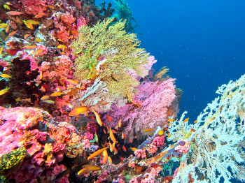 plongée à Alphonse aux Seychelles, coraux colorés et plongeur