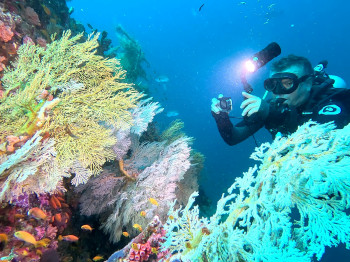 plongée à Alphonse aux Seychelles, coraux colorés et plongeur