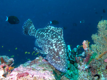 plongée à Alphonse aux Seychelles, coraux et poissons tropicaux