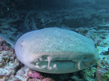 plongée à Alphonse aux Seychelles, requin nourisse sur les fonds coralliens