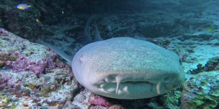 Requin-nourrice lors d'une plongée à Alphonse, aux Seychelles