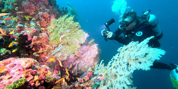 Plongée aux Seychelles au cœur d'un récif corallien peuplé de poissons