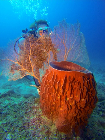 Plongeur aux Seychelles